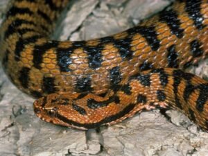 Buy Vipera Aspis Snake Venom Online Fast